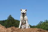 AKITA INU 491